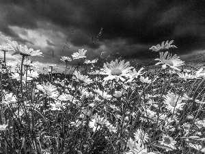 clouds, chamomile, grass