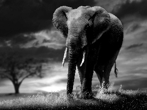 clouds, Elephant, grass