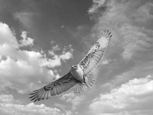 hawk, clouds