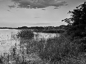 lake, grass, clouds, woods