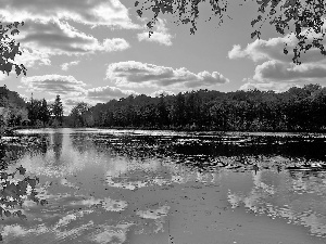 lake, woods, clouds, ducks