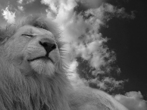 clouds, sleepy, Lion
