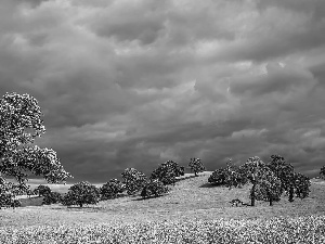 Lowland, viewes, clouds, trees