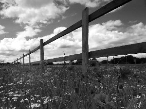 Meadow, Hurdle, clouds, papavers