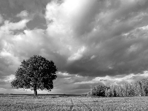 clouds, Meadow, trees, Bush, lonely