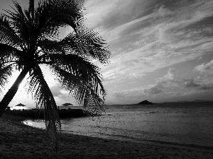 Palm, Beaches, clouds, water