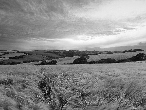 clouds, panorama, corn, medows, field