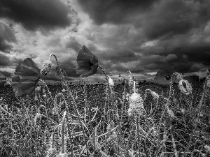 clouds, Red, papavers