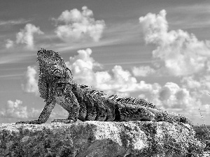 clouds, Iguana, Rocks