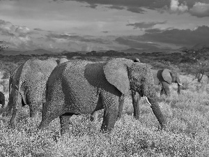 clouds, Elephants, savanna