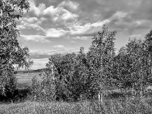 clouds, birch, Sky