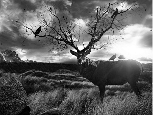 Clouds, Sky, antlers, Ravens, deer