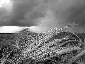 Clouds, Sky, Ears, cereals, folded