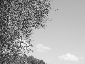 clouds, Sky, chestnuts, Leaf, trees