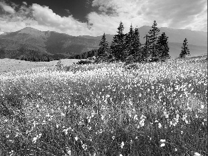 woods, Meadow, clouds, Spring, Mountains, Flowers