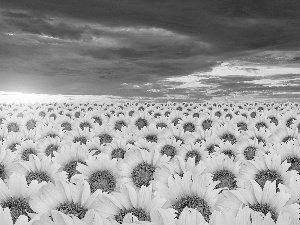 Nice sunflowers, Sky, clouds, Black