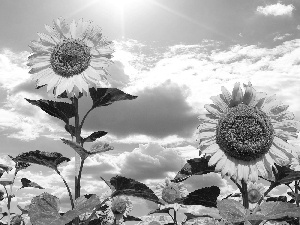 Nice sunflowers, White, clouds, Sky