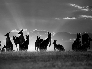 clouds, kangaroo, Sunrise