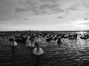 clouds, lake, Swan