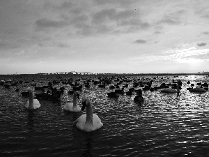 clouds, lake, Swan