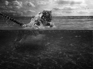 tiger, fish, clouds, water