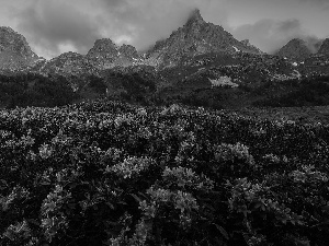 viewes, Mountains, Rhododendron, clouds, Flowers, trees