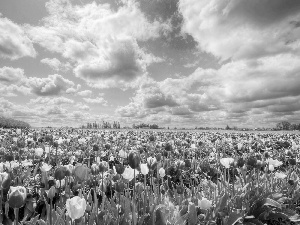 clouds, color, Tulips