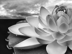 clouds, Lily, water