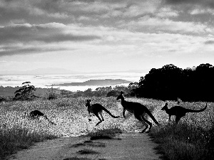 clouds, kangaroo, Way