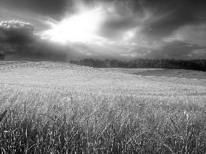 clouds, Field, wheat