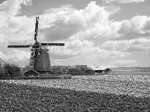 Windmill, tulips, clouds, Field