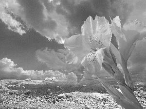 Yellow, sea, clouds, iris