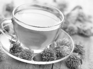 clover, blur, tea, Flowers, cup