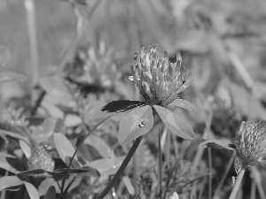 clover, lilac, Flowers