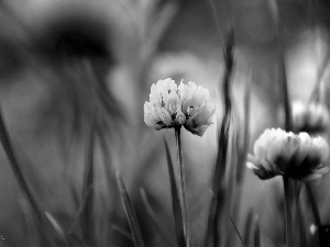 Flowers, clover