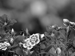 Garden, cloves