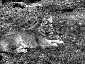 grass, Lod on the beach, Lioness, Clumps, laying