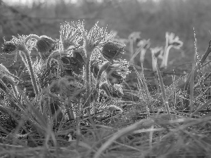 Flowers, pasque, grass, cluster