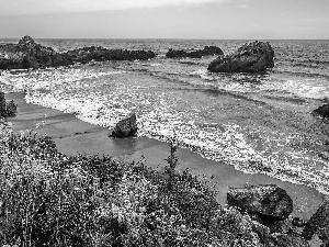 Coast, rocks, California, Flowers, sea, Big Sur, The United States