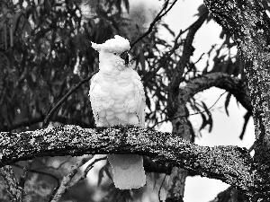 branches, parrot, cockatoo, trees