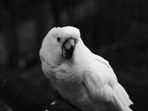 cockatoo, White, parrot