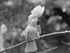 cockatoo, White, parrot