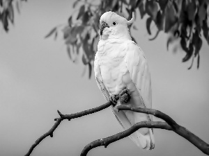 parrot, cockatoo