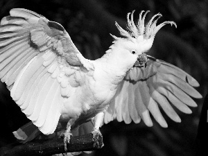 White, cockatoo