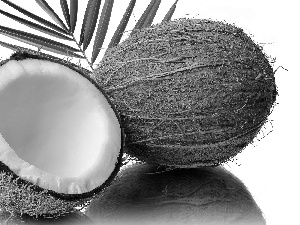 Coconut