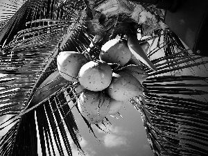 Palm, coconuts