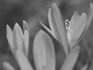 colchicum Autumn