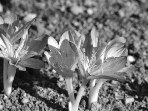 colchicum