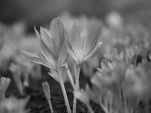 developed, purple, Flowers, colchicums