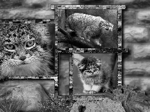 Manul, collage